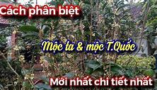 Cây Mộc Hương Ta Hoa Màu Gì